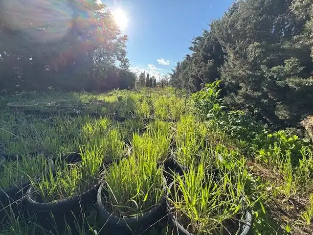 Finca rústica en venta en Coreses