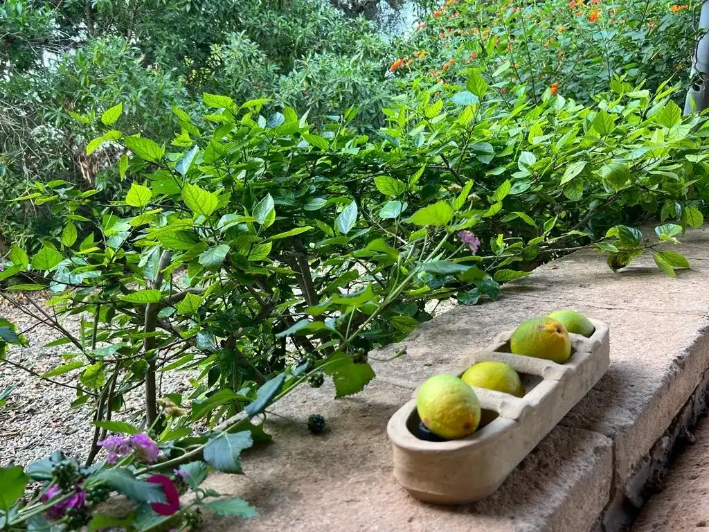 Jardí de Casa o xalet en venda en Santanyí amb Jardí privat, Terrassa i Traster