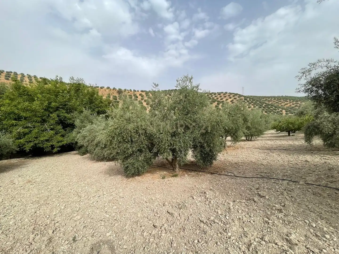 Rustikales Grundstück zum Verkauf in 18260 Íllora, Spain, imagen 20