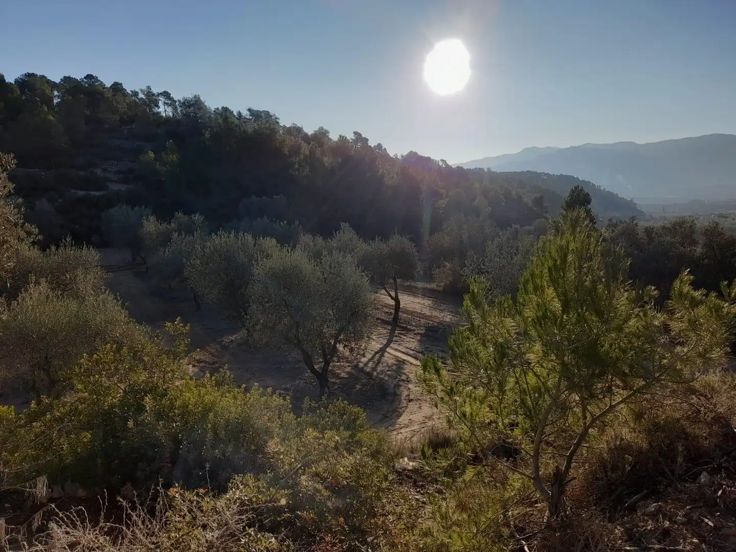 Terreno rústico en venta en Corbera d'Ebre, imagen 11