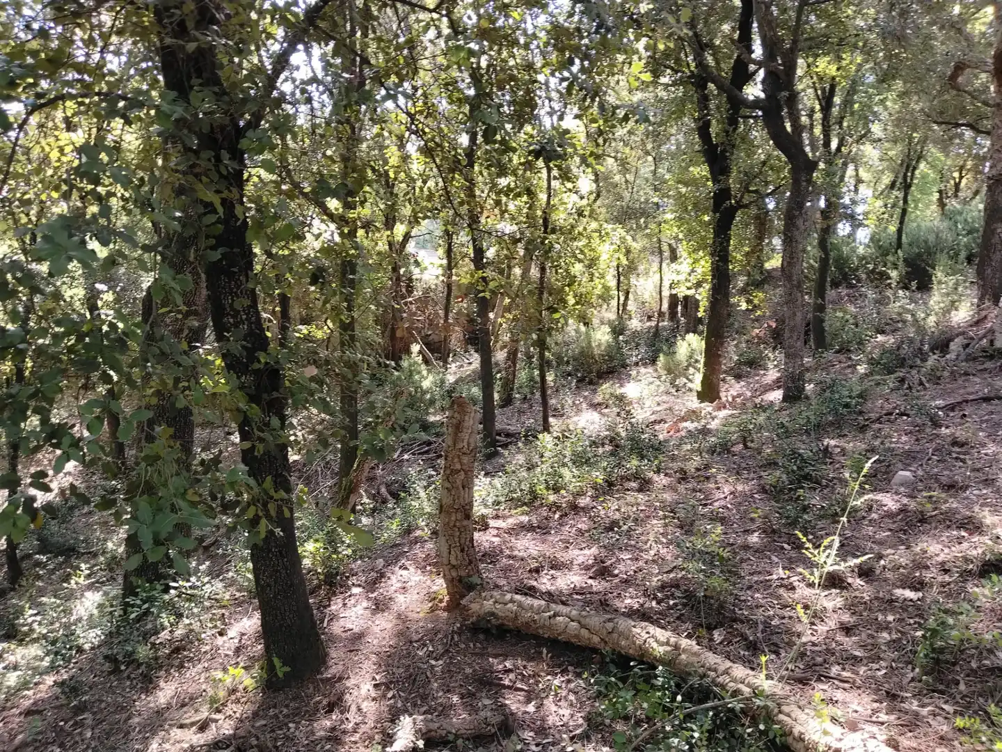 Wohnbaugrundstück zum Verkauf in Urbanització Boscos Montnegre, imagen 6