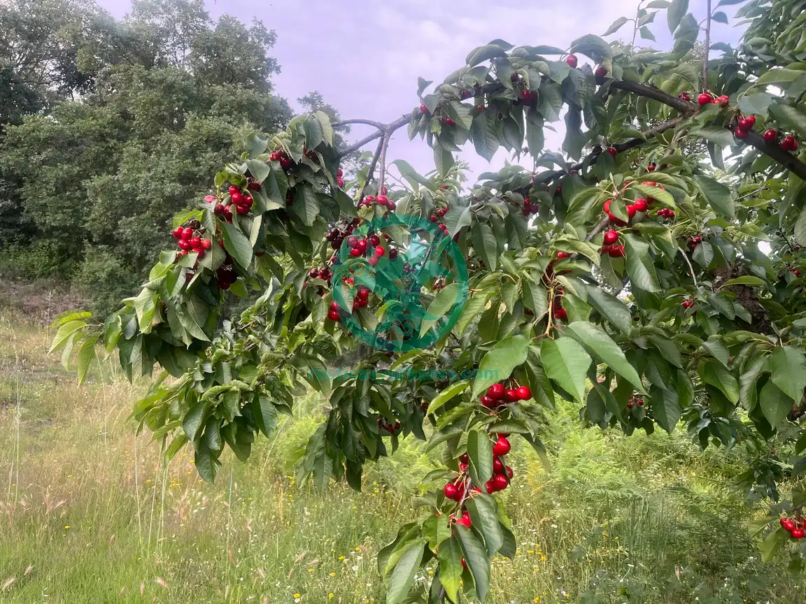Terreni e lotti in vendita a Garganta la Olla, imagen 3