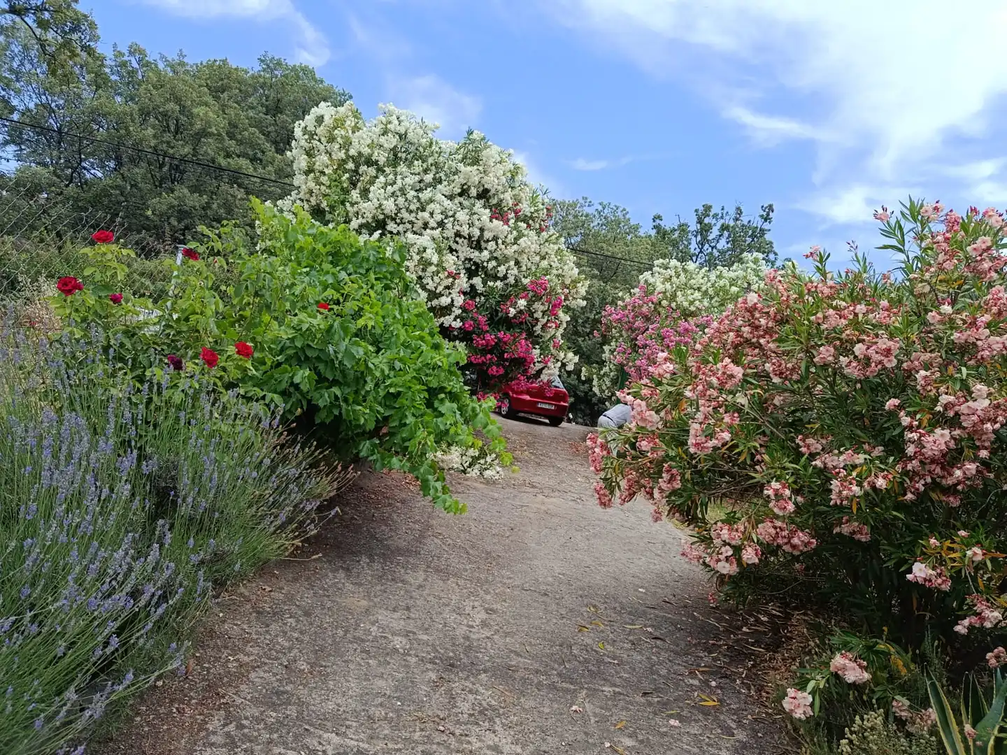 Garden of Land for sale in Jarandilla de la Vera