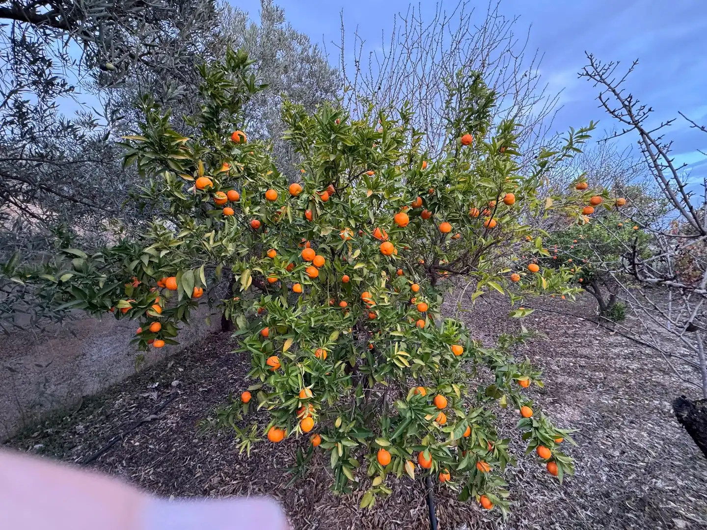 Terreno rustico in vendita a Lecrín, imagen 6