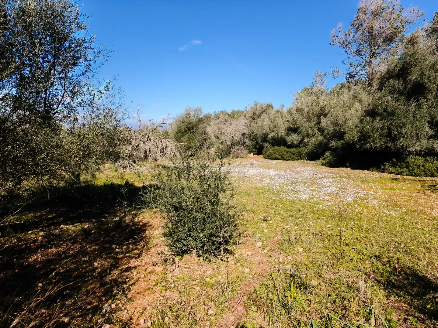Terreno residencial en venta en Carrer Ruberts 24, imagen 5