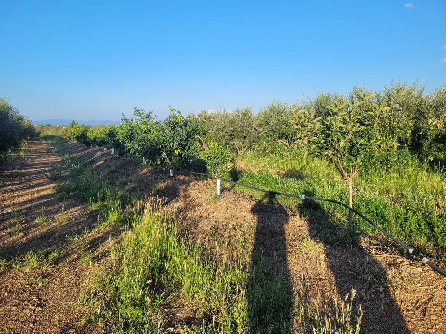 Finca rústica en venta en Cami Almoster, 9, La Selva del Camp