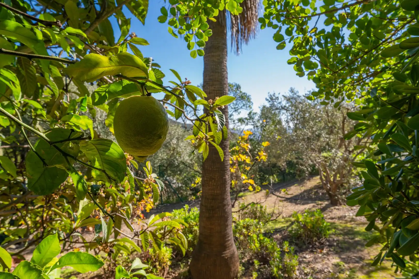 Jardí de Casa o xalet en venda en Mijas amb Terrassa