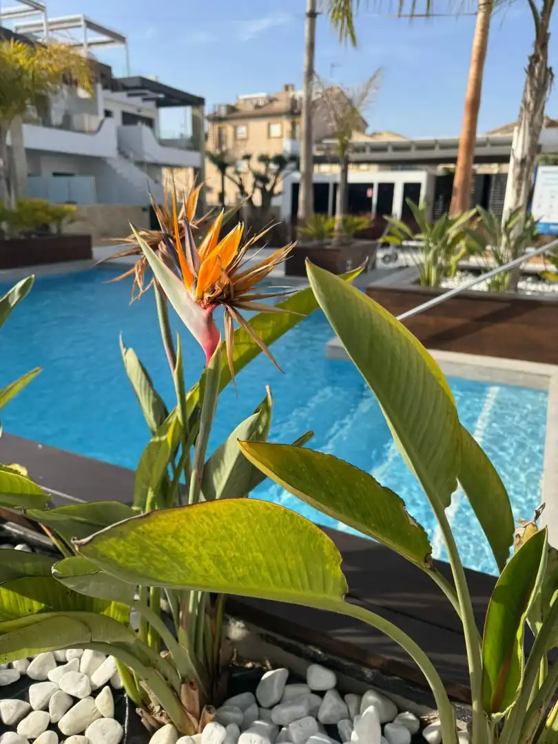 Apartment zum Verkauf in Orihuela Costa, imagen 40