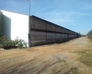 Exterior view of Industrial buildings for sale in Aznalcázar