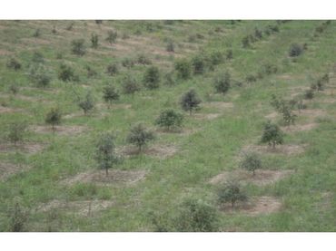 Terreno rustico in vendita a Poligono 19