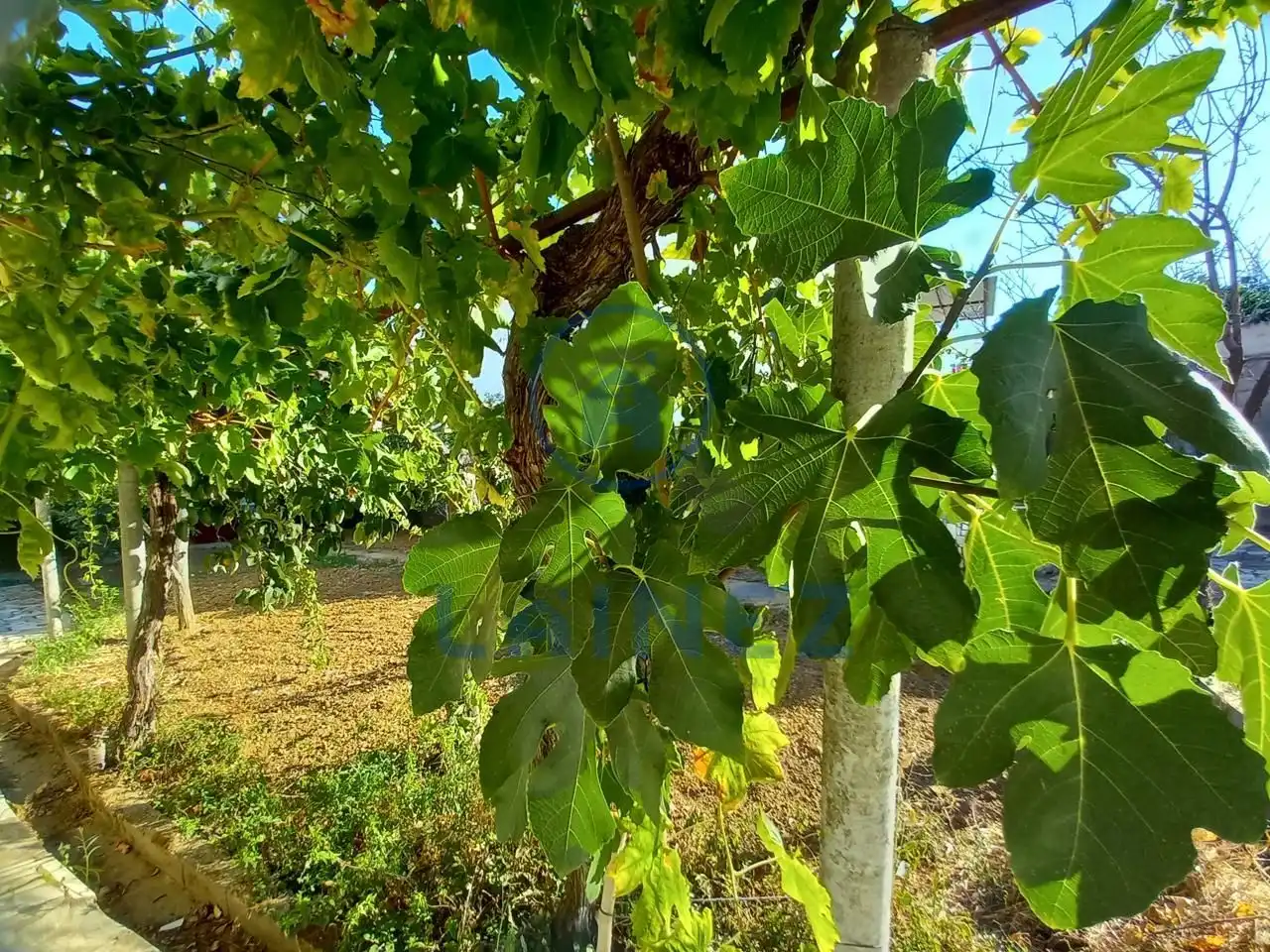 Jardí de Casa o xalet en venda en Puebla de Sancho Pérez amb Jardí privat, Terrassa i Traster