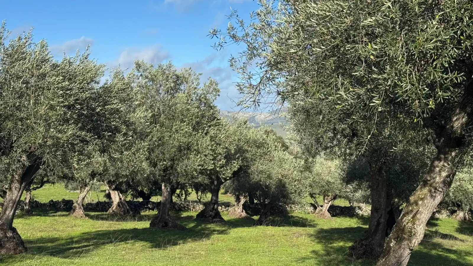 Terreni e lotti in vendita a Valencia de Alcántara, imagen 23