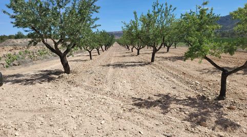 PARCELA CON ALMENDROS EN MONOVAR, imatge 3