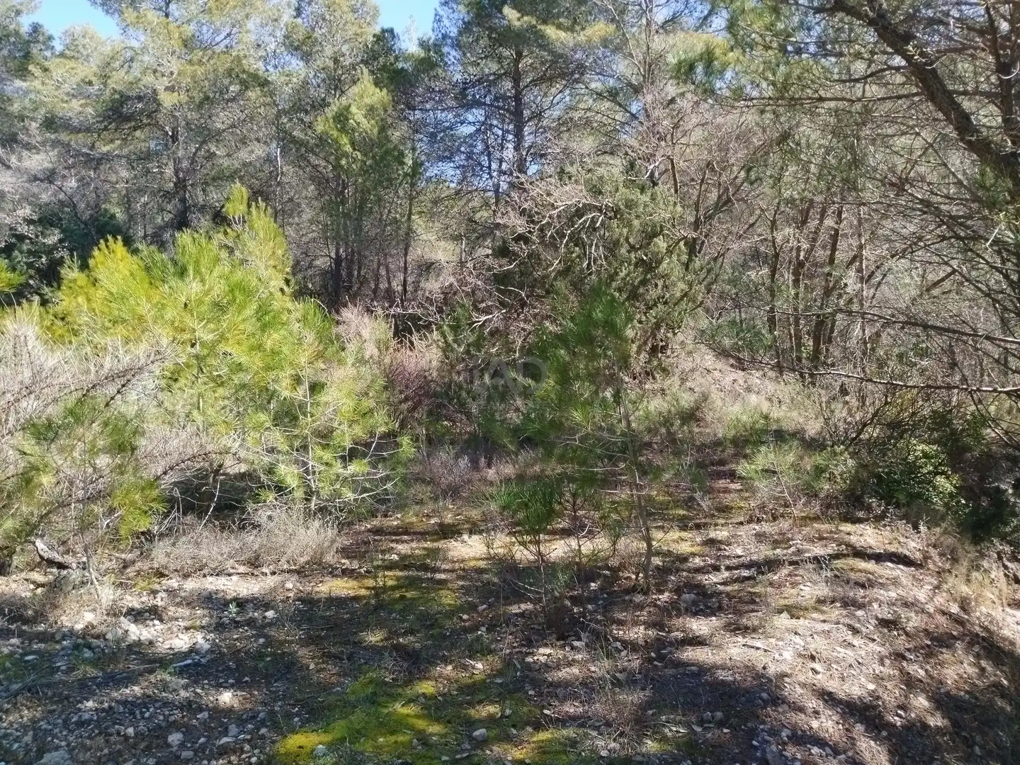 Terreno en venta en La Morera de Montsant