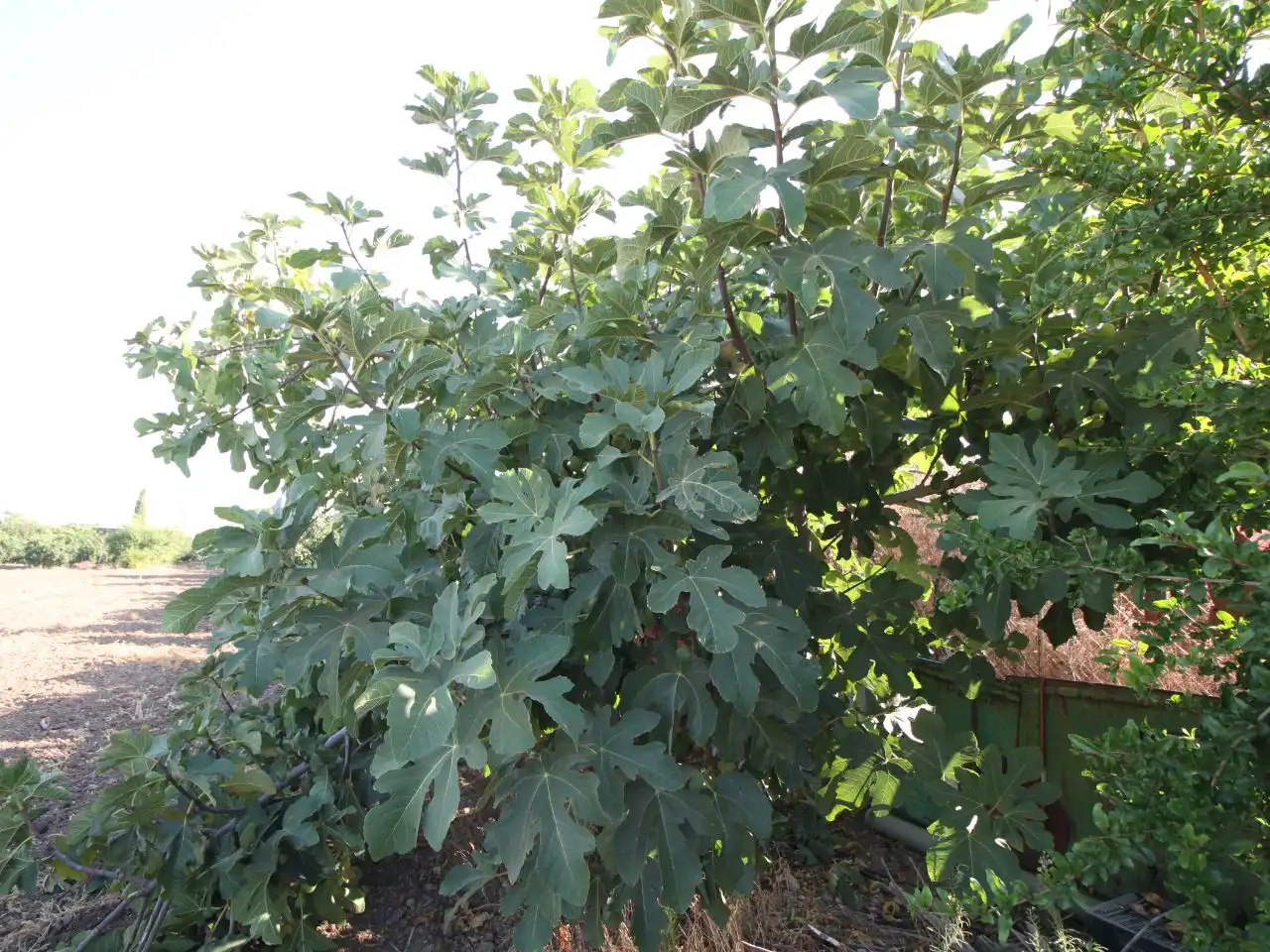 Terreno rustico in vendita a Calle Poniente 13, imagen 17