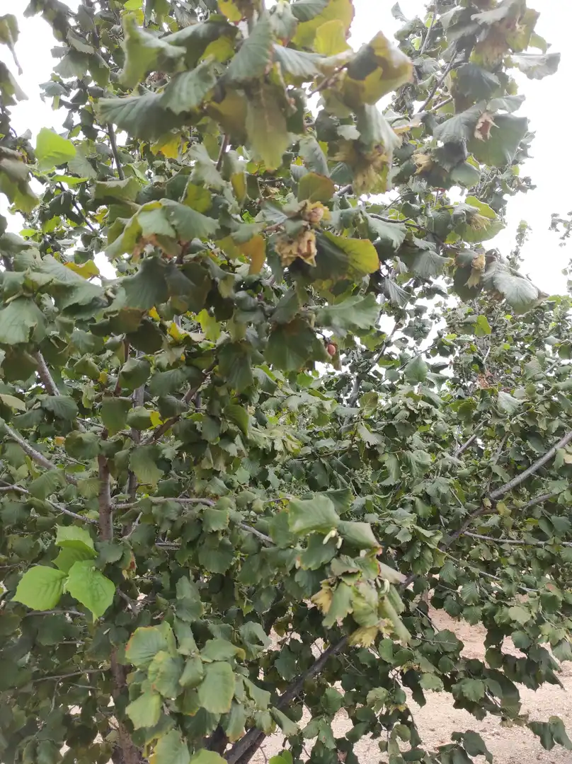 Garden of Land for sale in Castellvell del Camp