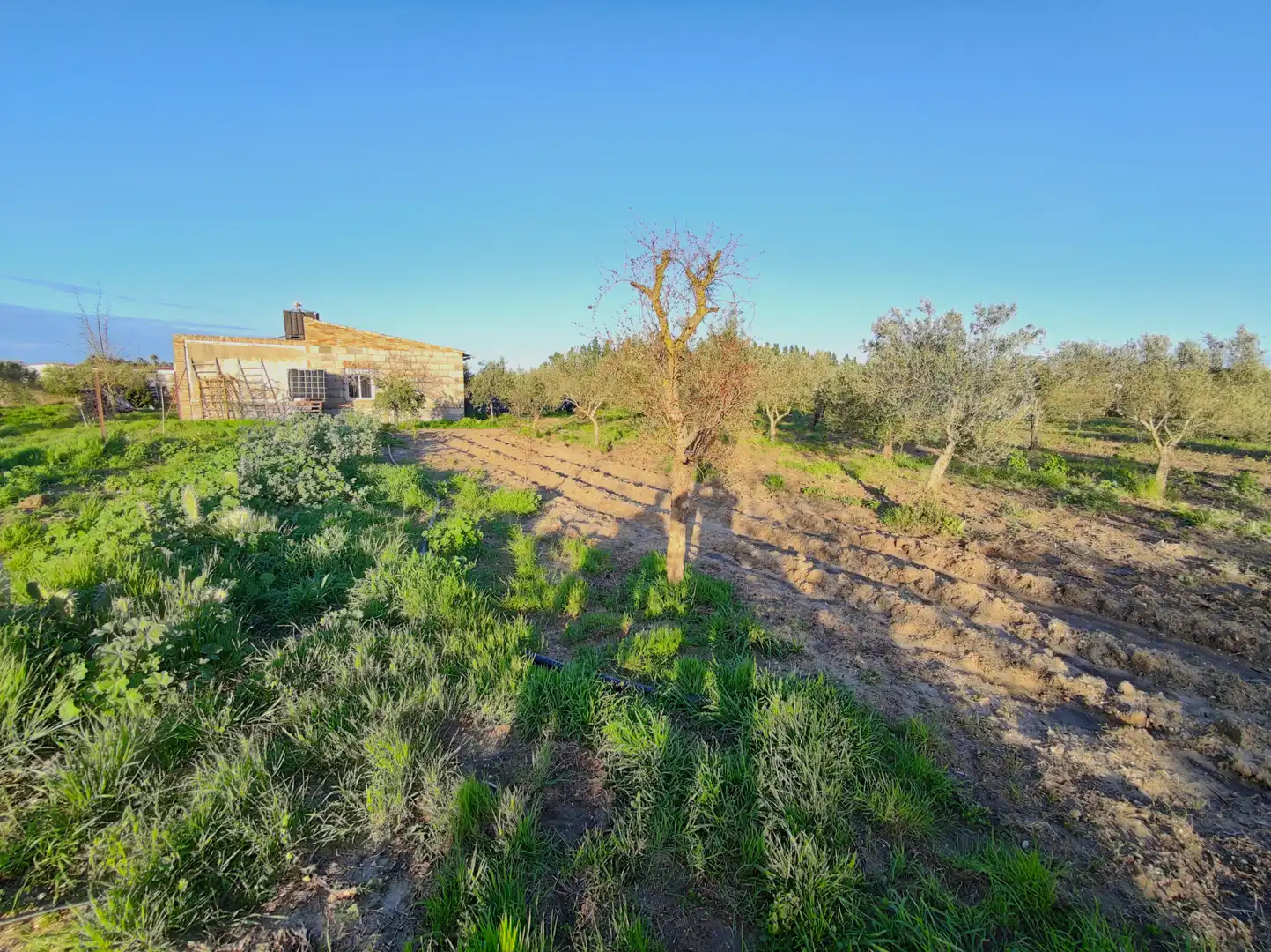 Lands and plots for sale in Lebrija, imagen 17