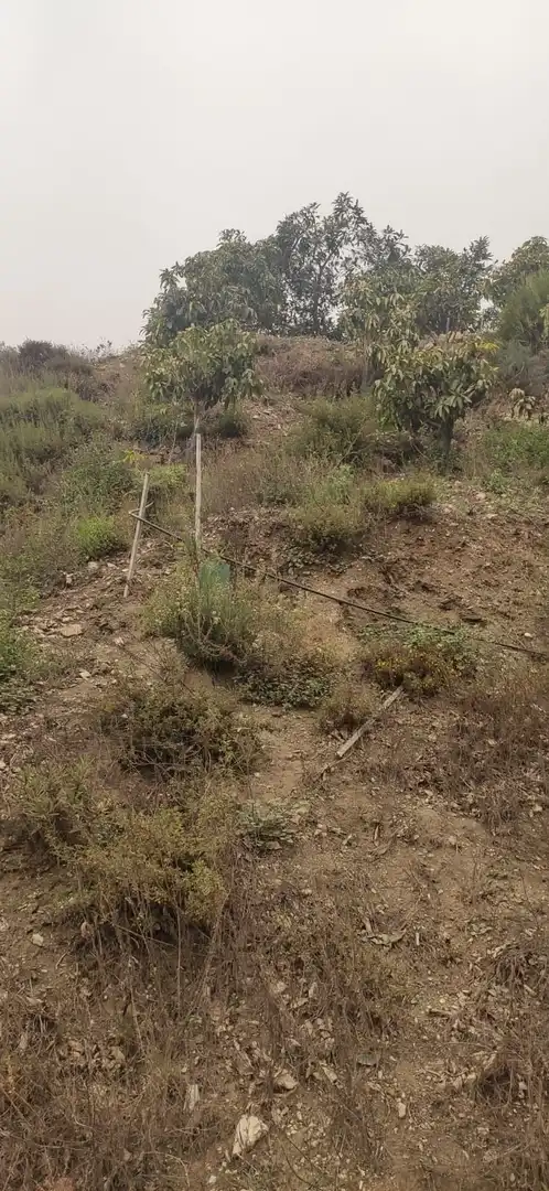 Terreno rústico en venta en Motril  ciudad, imagen 7