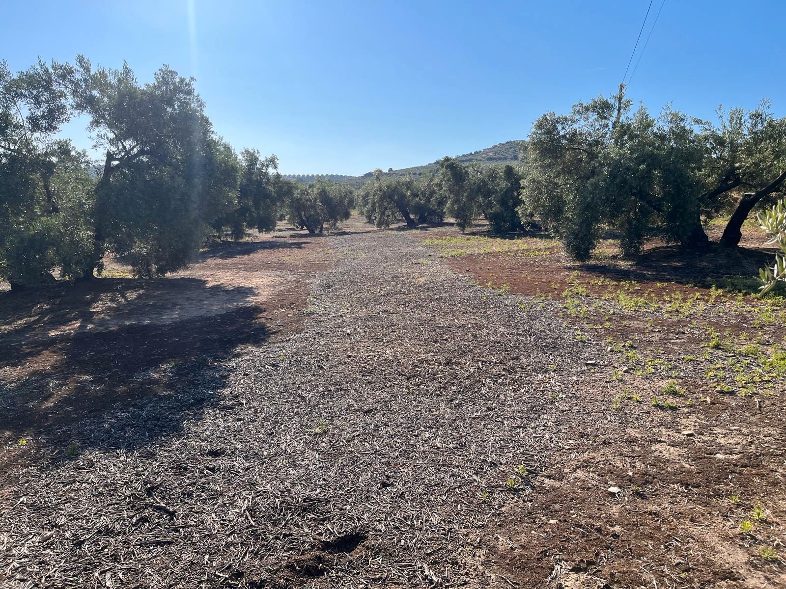 Grundstücke zum Verkauf in Doña Mencía