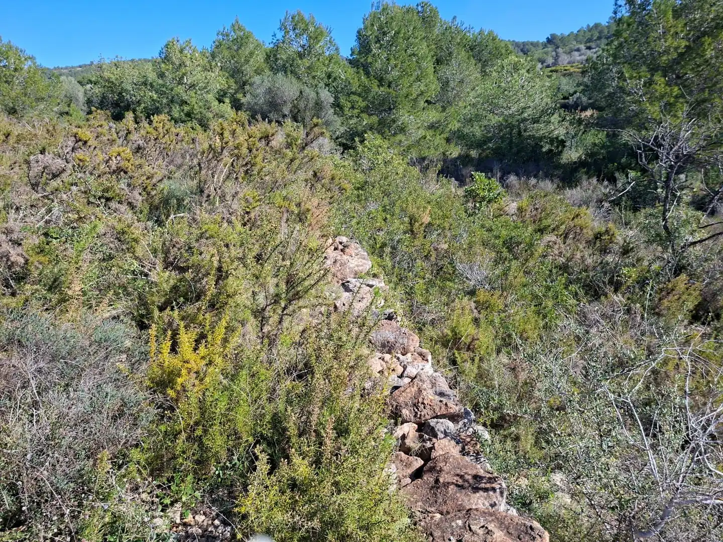 Terreny rústic en venda a Ulldecona, imagen 4