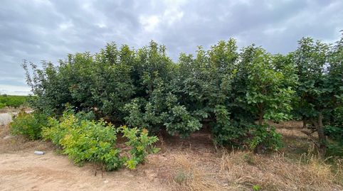 Foto 5 de Terreno en venta en Camino Albalat, Carlet, Valencia
