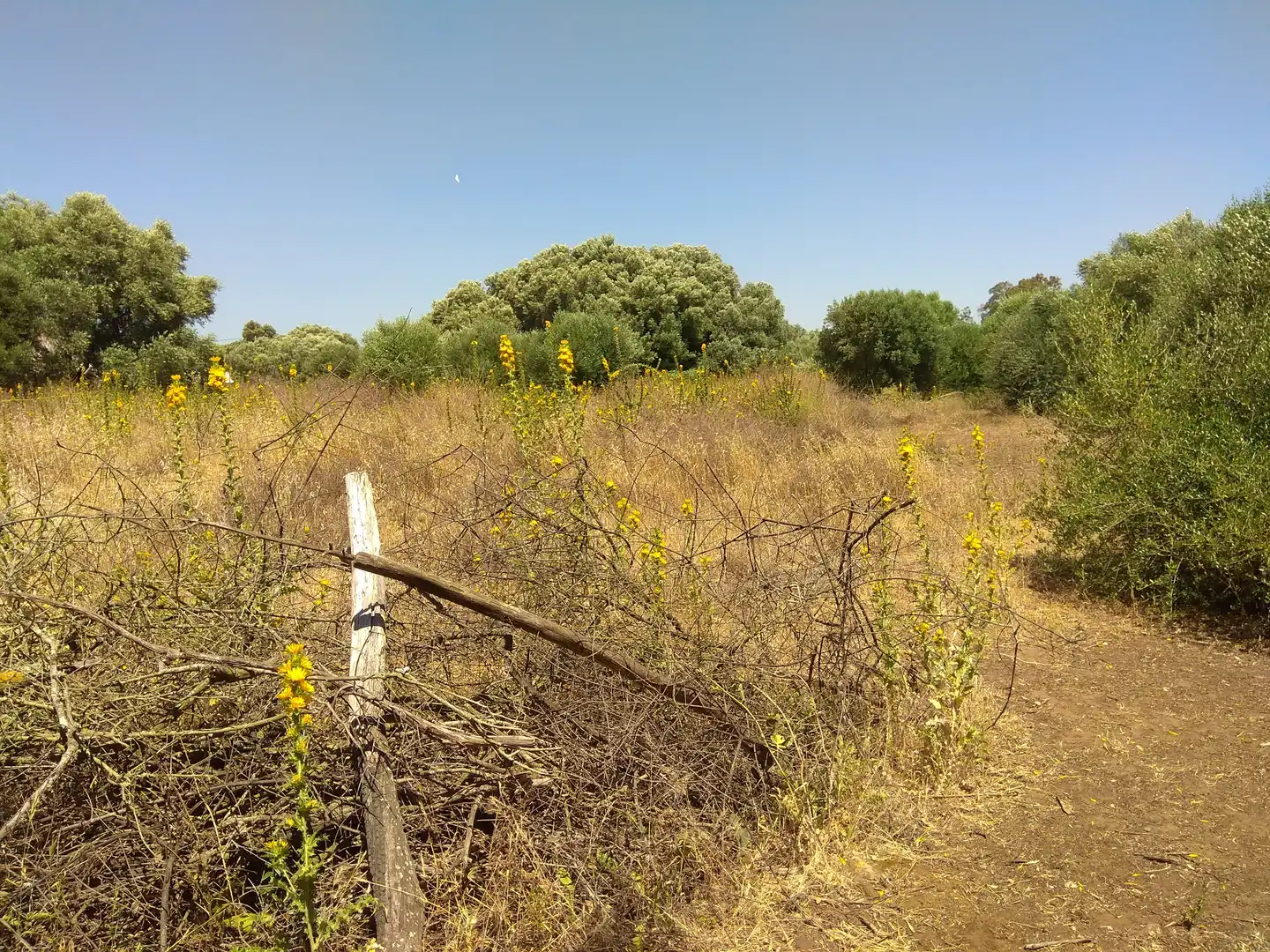 Terrain rustique à vendre à Vejer, imagen 20