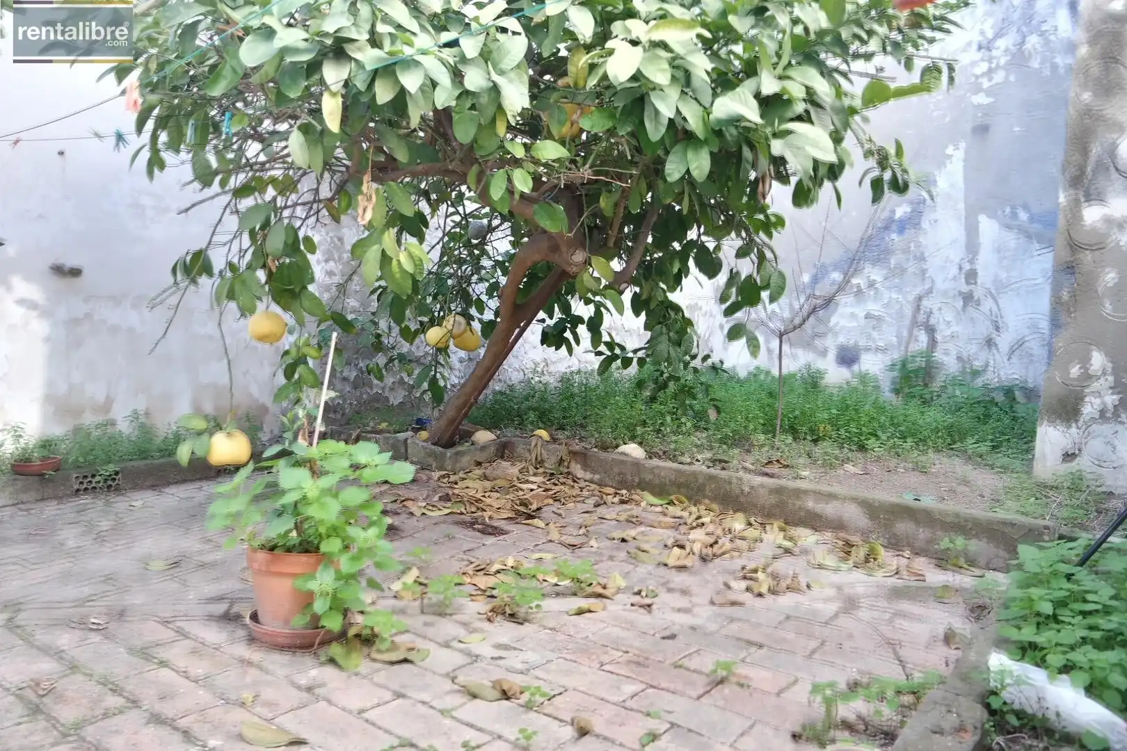 Jardí de Casa o xalet en venda en Trebujena amb Jardí privat i Balcó