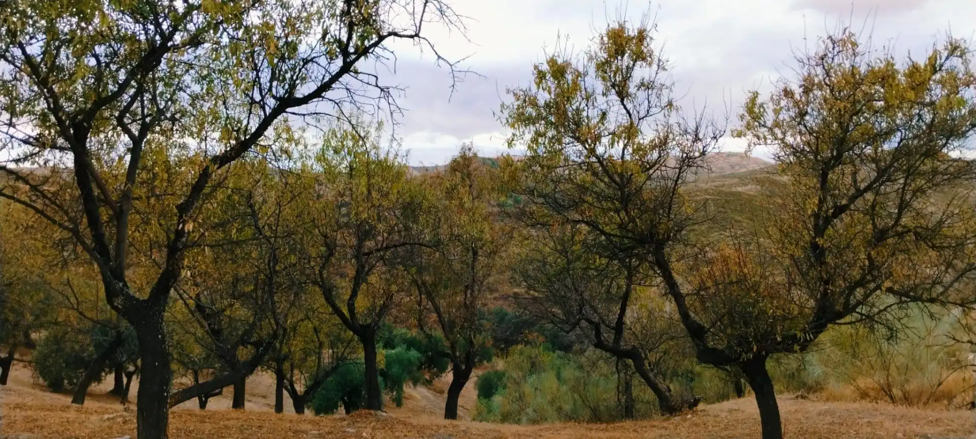 Lands and plots for sale in Camino Diseminado, imagen 16