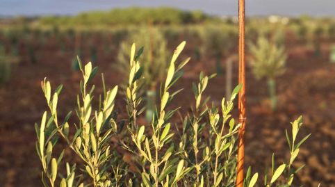 Foto 4 de Finca rústica en venda a Pelagatos - Pago del Humo, Chiclana de la Frontera