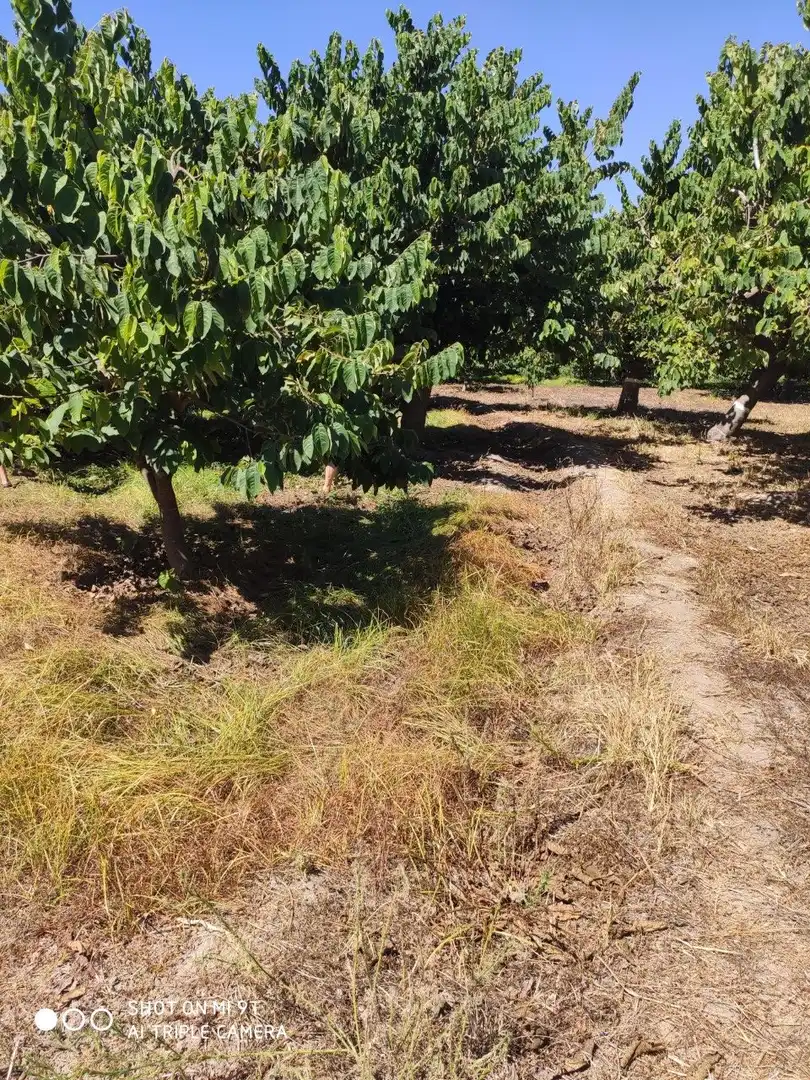 Finca rústica en venda en Almuñécar amb Jardí privat