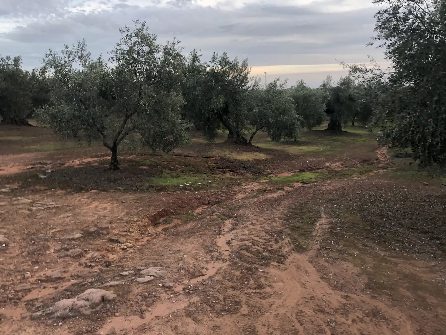 Rustikales Grundstück zum Verkauf in Montoro, imagen 4