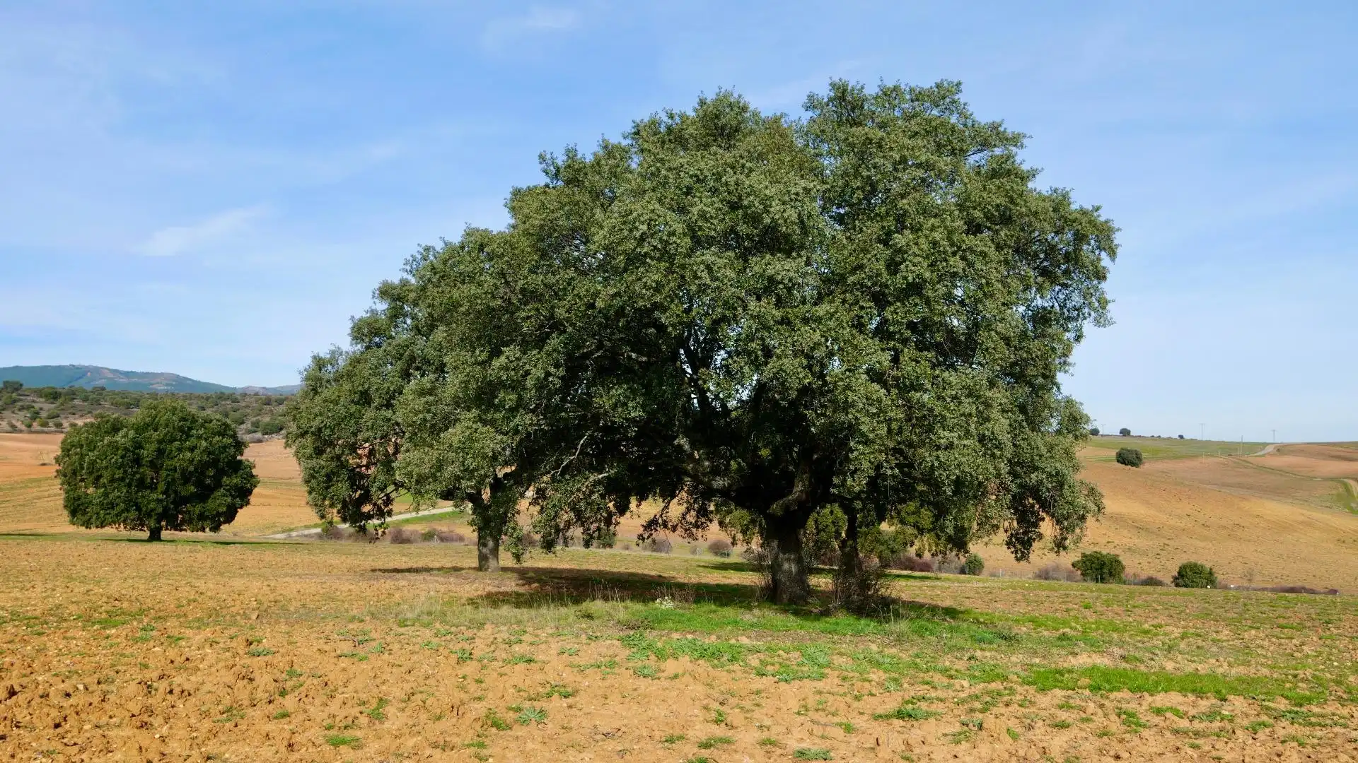 Land for sale in Arbancón