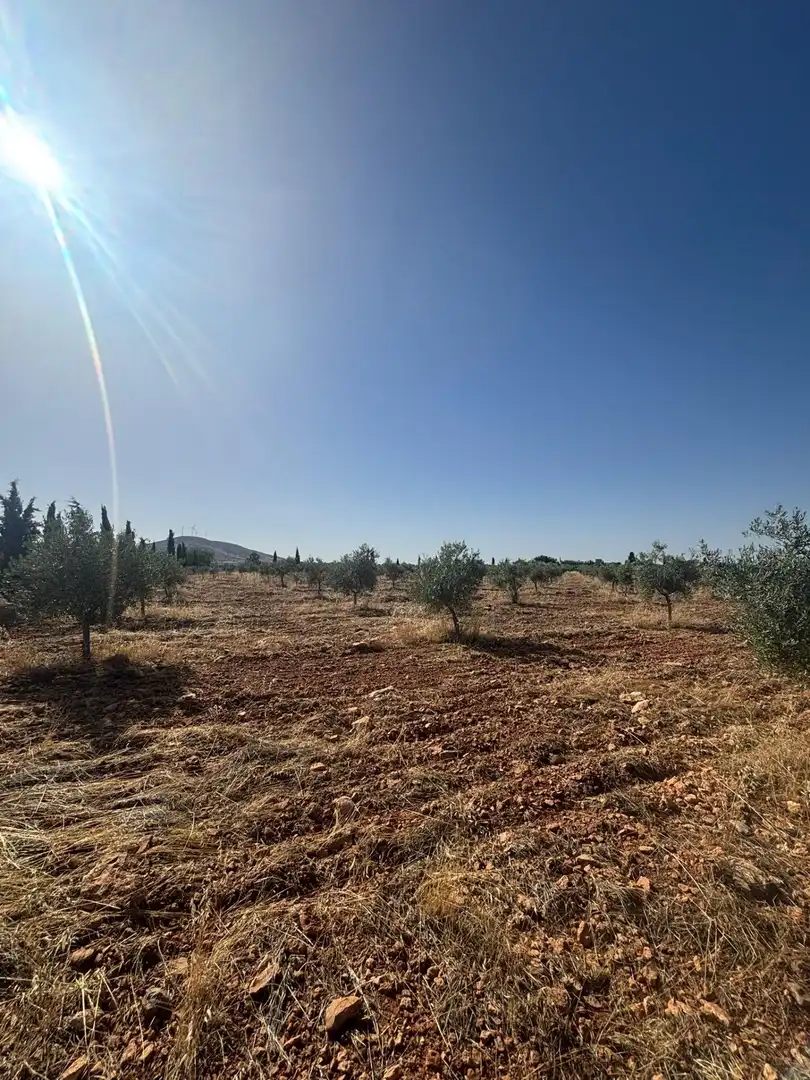 Rural land for sale in Valdepeñas, imagen 6