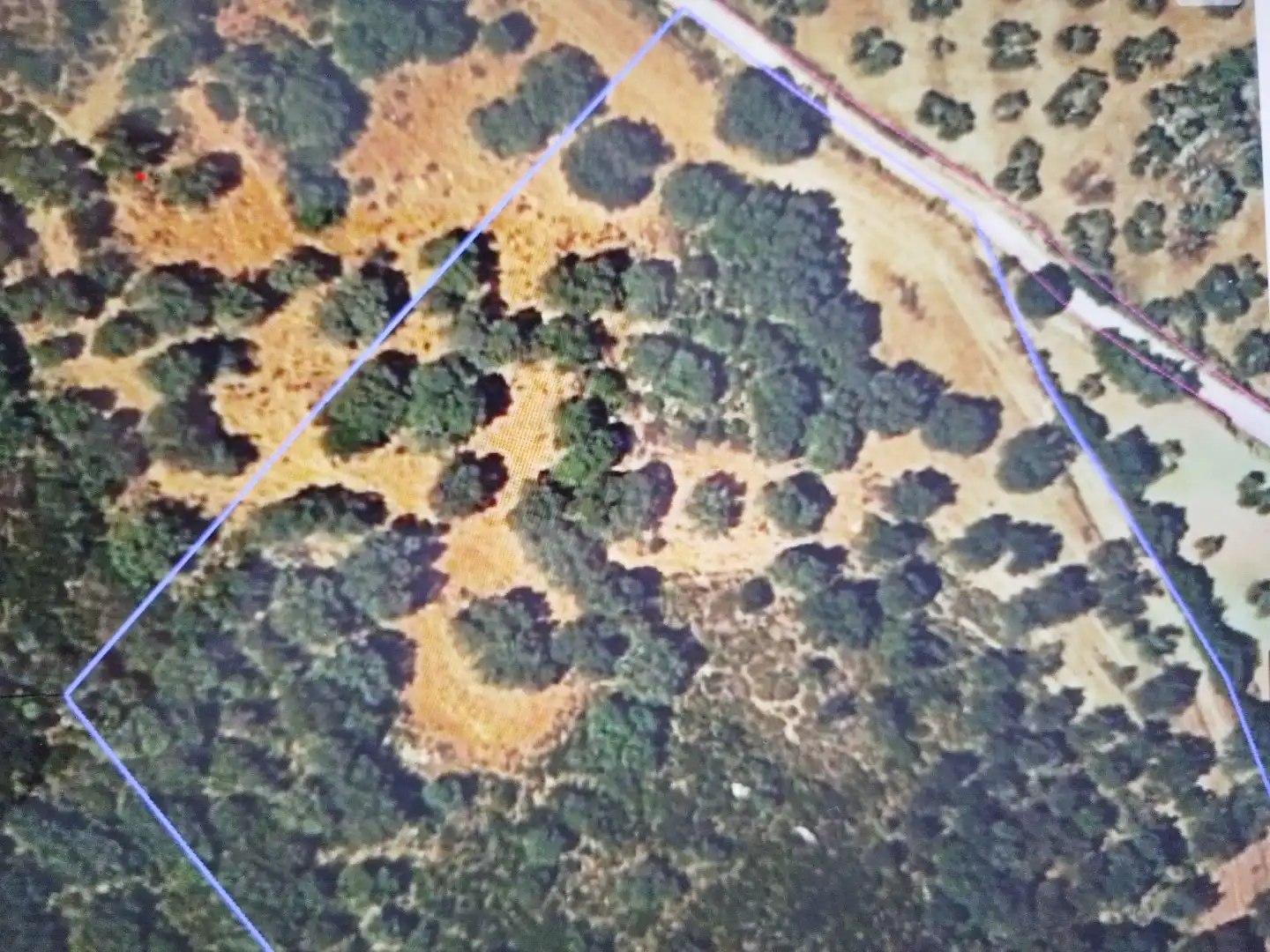 Land for sale in Coripe