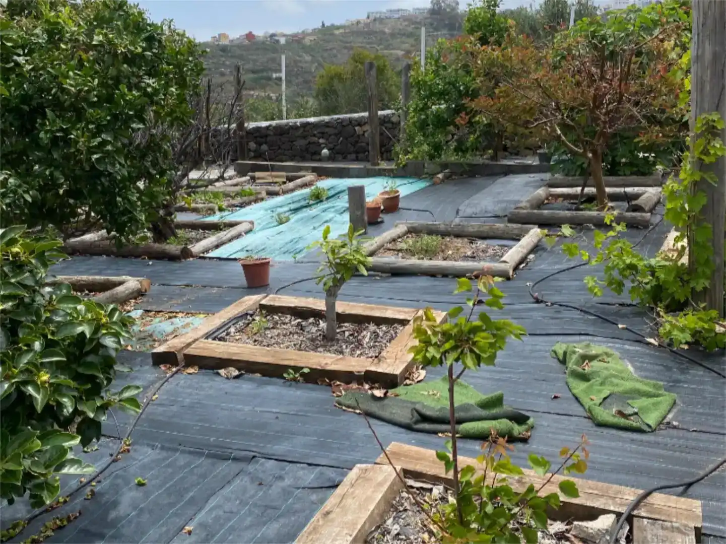 Jardín de Casa o chalet en venta en Gáldar con Piscina