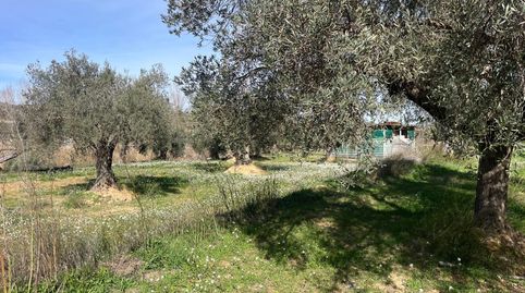 Preciosa finca rústica en Maella con olivos centenarios, agua y caseta, immagine 5