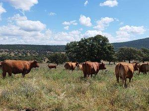 Photo 4 of Land for sale in Norte, Badajoz