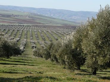 Terreni e lotti in vendita a Almendralejo