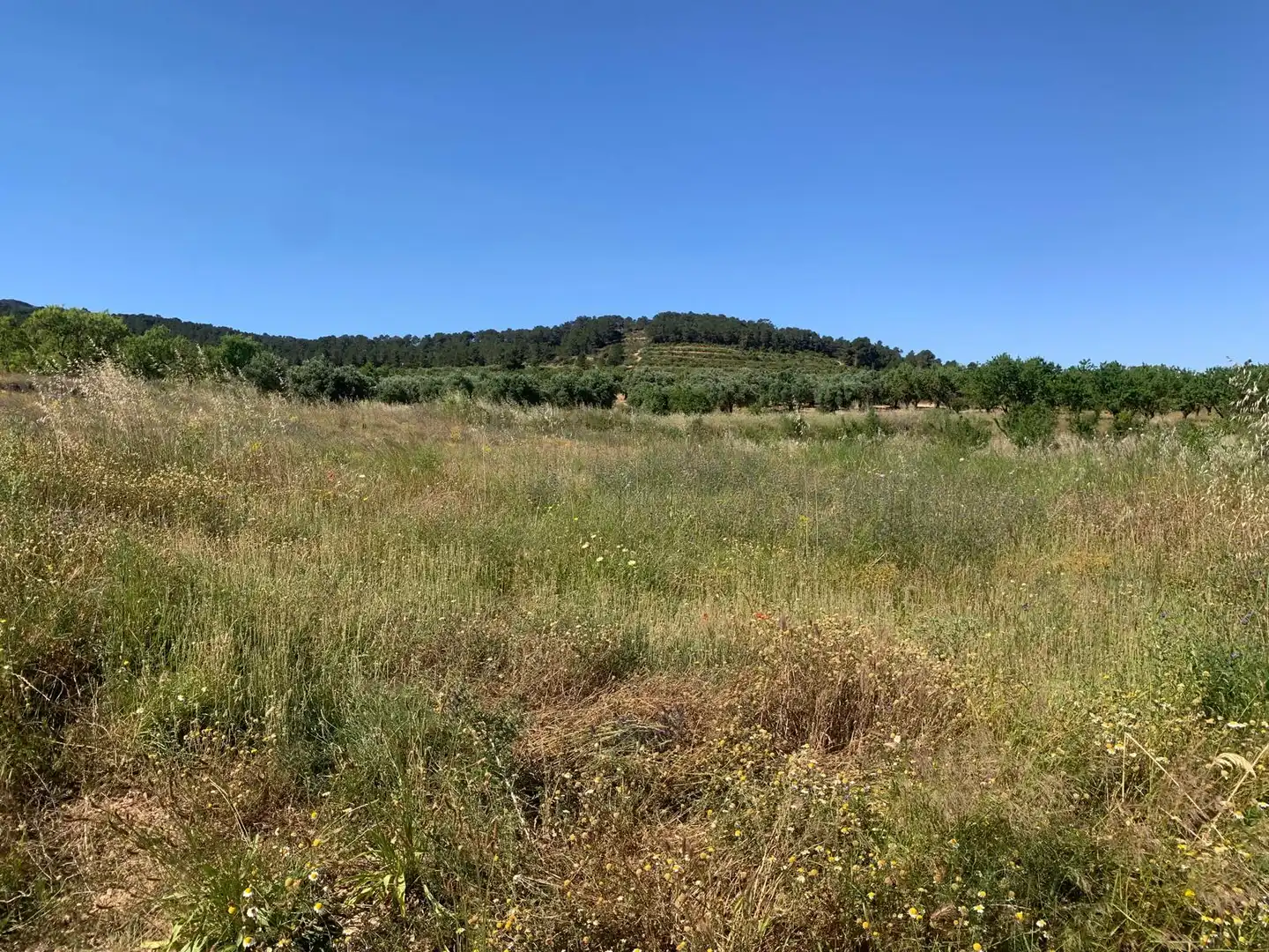 Terreno rustico in vendita a Corbera d'Ebre, imagen 16