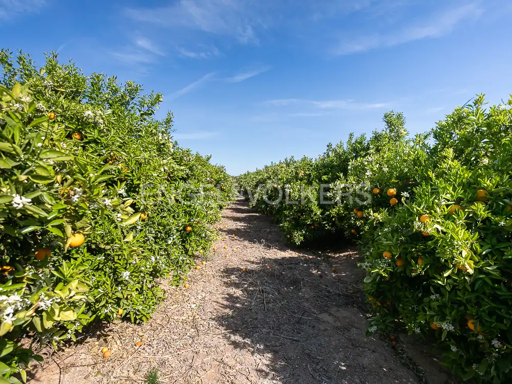 Terrenos y solares en venta en Pedralba, imagen 7