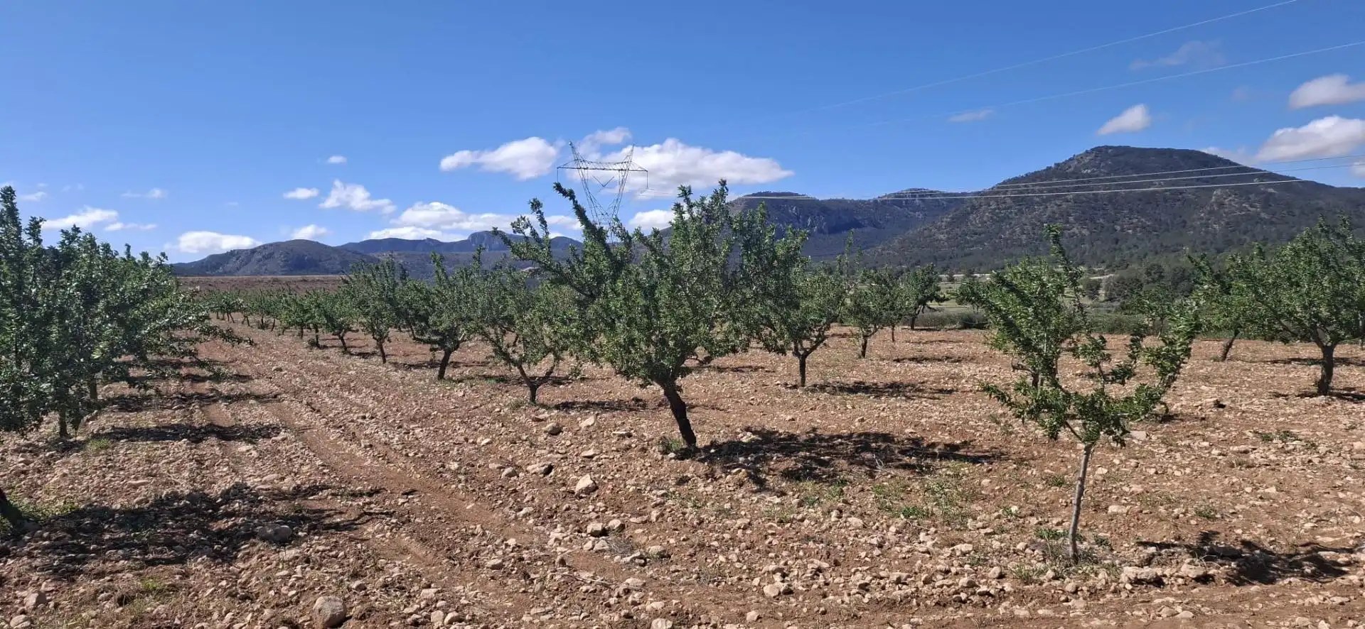 Terreny en venda en Monóvar  / Monòver