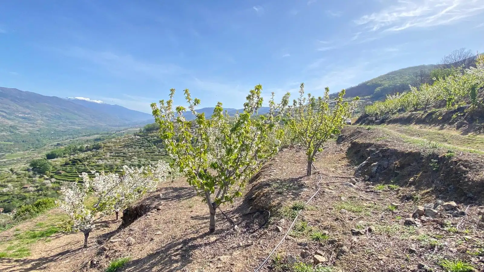 Terreni e lotti in vendita a Casas del Castañar, imagen 4