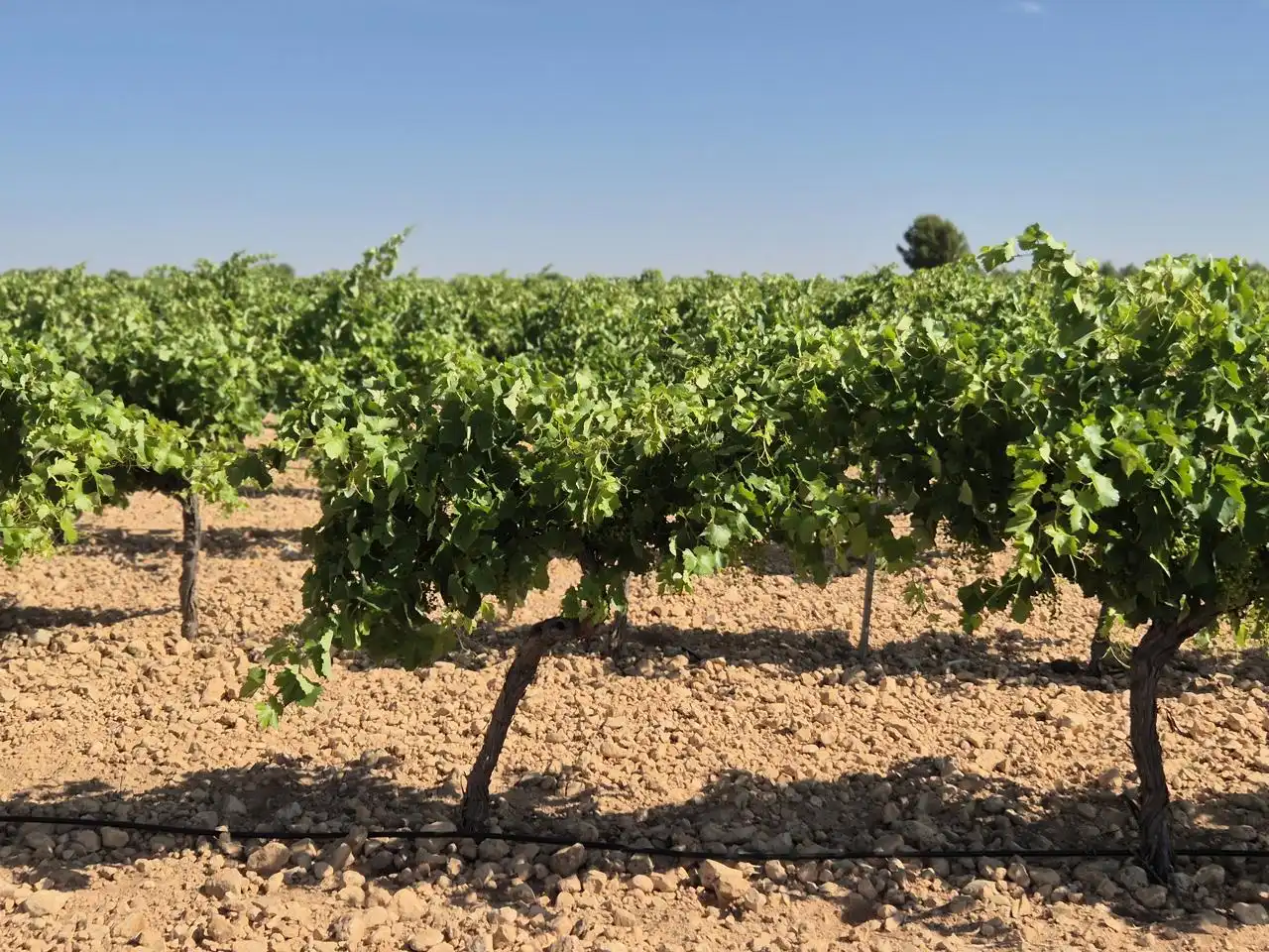 Terreno rustico in vendita a Las Colinas, imagen 18