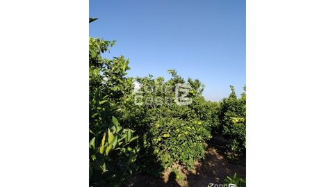 Finca Rustica  Venta Algemesí, imatge 3