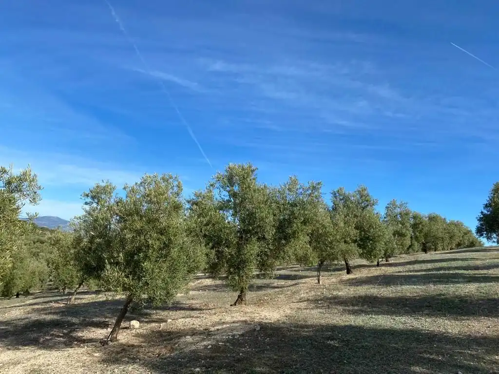 Terreny rústic en venda a Píñar, imagen 5