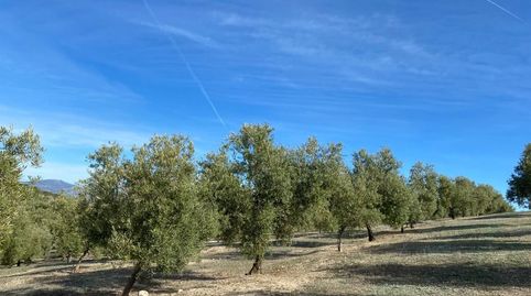 Finca olivos riego ecologicos, imagen 5