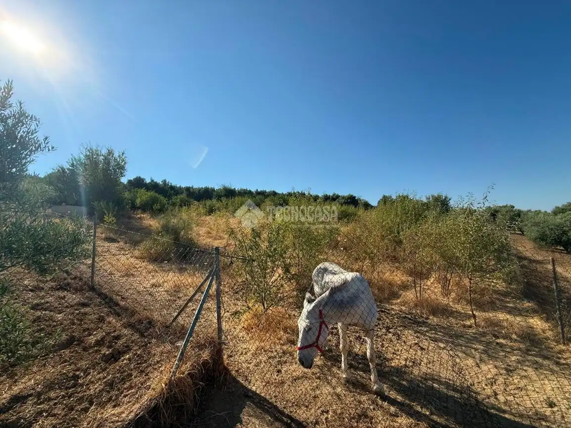 Terreni e lotti in vendita a Martos, imagen 26