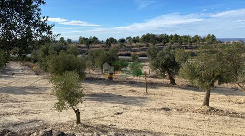 FINCA RUSTICA en venta con cabaña de campo y mucho terreno en un lugar tranquilo, sin contaminación y cerca del río Ebro., immagine 2