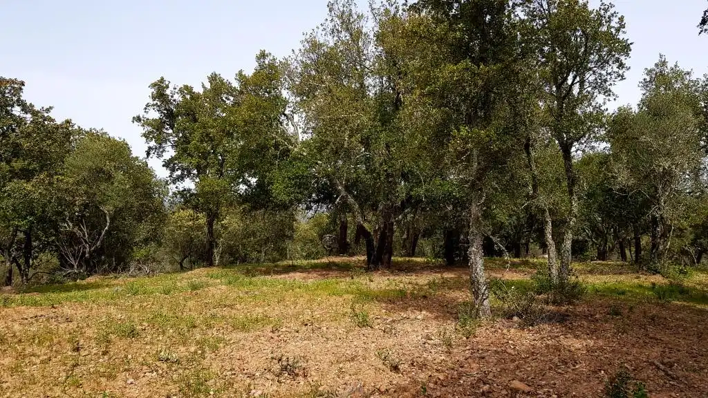 Terrenos y solares en venta en Extramuros Diseminados 5, imagen 55