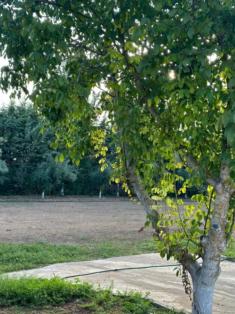 Jardín de Finca rústica en venta en Tomelloso con Aire acondicionado, Jardín privado y Terraza